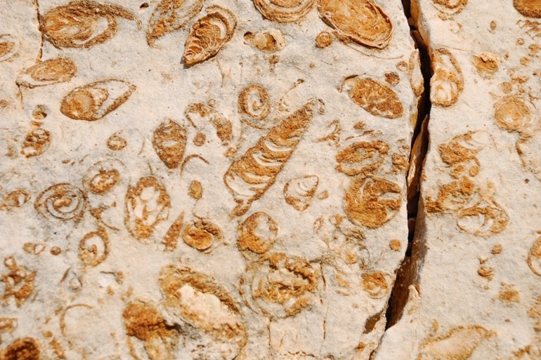 Cretaceous Gastropod Fossils Lebanon