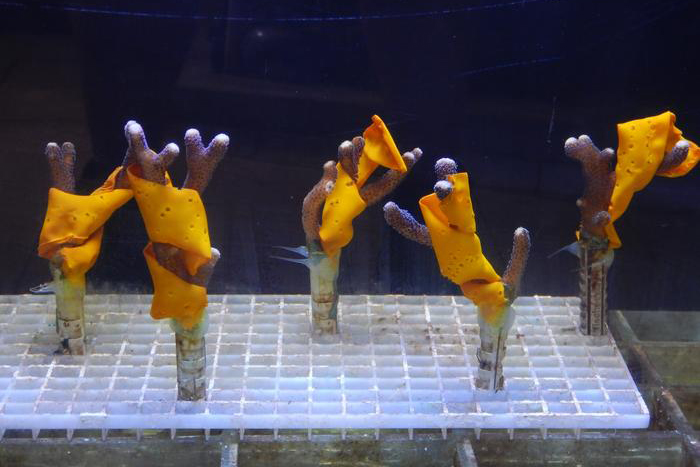 Stylophora pistillata coral covered with biomaterial during thermal stress tests IIT/Università Milano-Bicocca