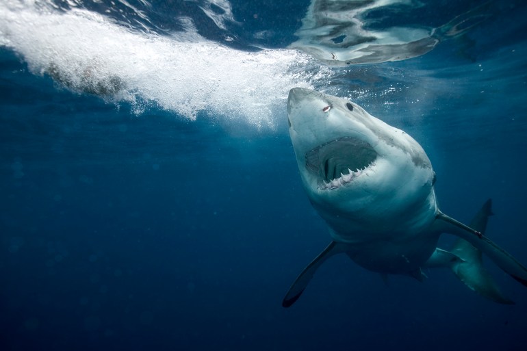 Great white shark (Carcharodon carcharias)