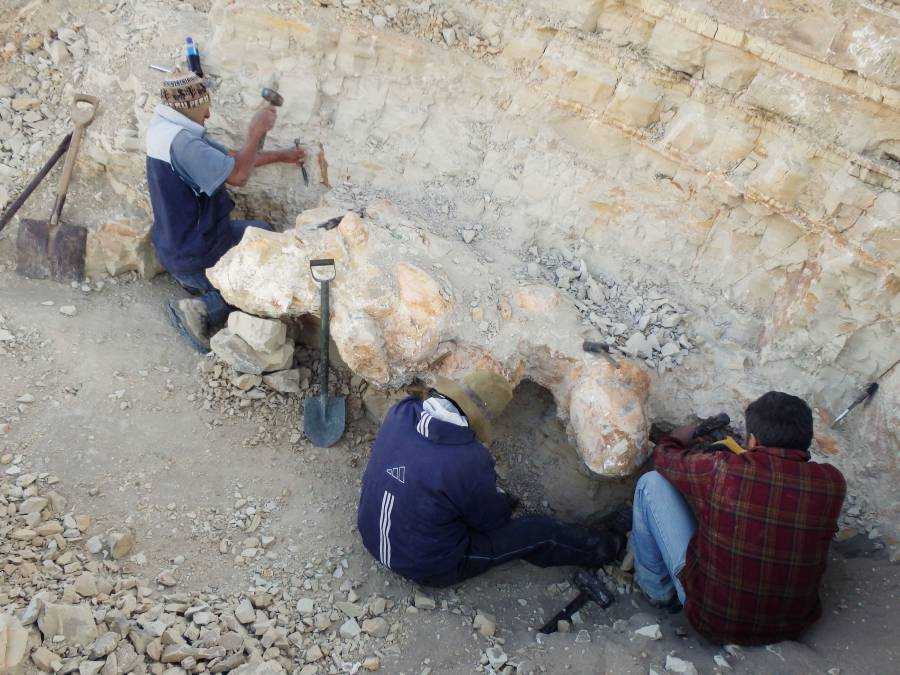 حفرية الحوت داخل قلب الجبل