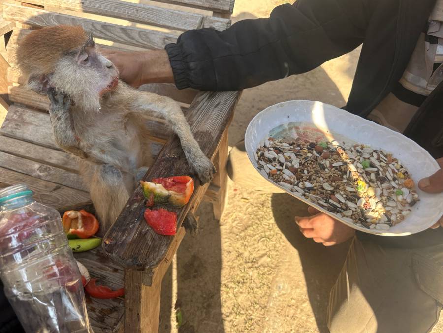 الحرب الإسرائيلية على غزة