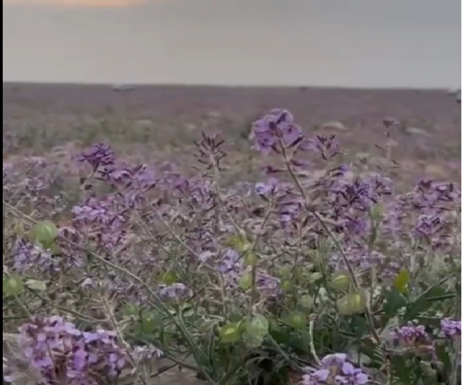 زهور الخزامى تحول صحراء «القاعية» إلى اللون البنفسجي وتجذب آلاف المتنزهين