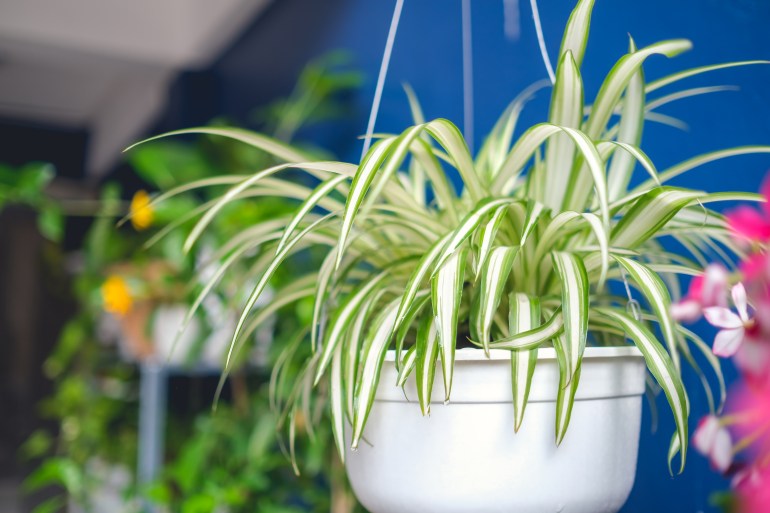 Chlorophytum comosum, Spider plant in white hanging pot / basket, Air purifying plants for home, Indoor houseplant, Hanging plant, Vertical wall garden, Houseplants With Health Benefits concept