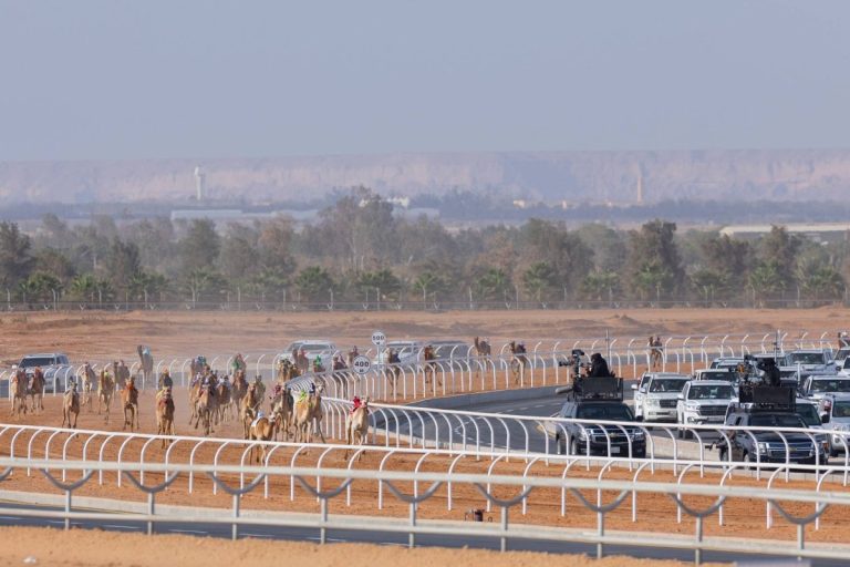 الملاك السعوديون يتألقون في انطلاق مهرجان خادم الحرمين للهجن