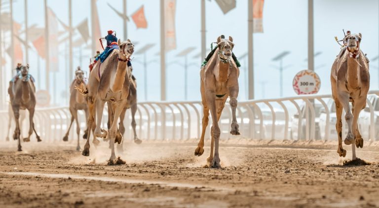 غدًا.. إقفال باب التسجيل في مهرجان خادم الحرمين للهجن