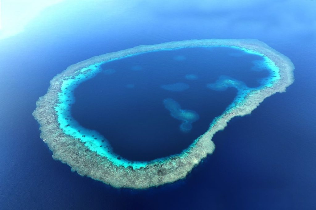 الإعلان عن نظم بيئية وأنواع جديدة من الكائنات في البحر الأحمر