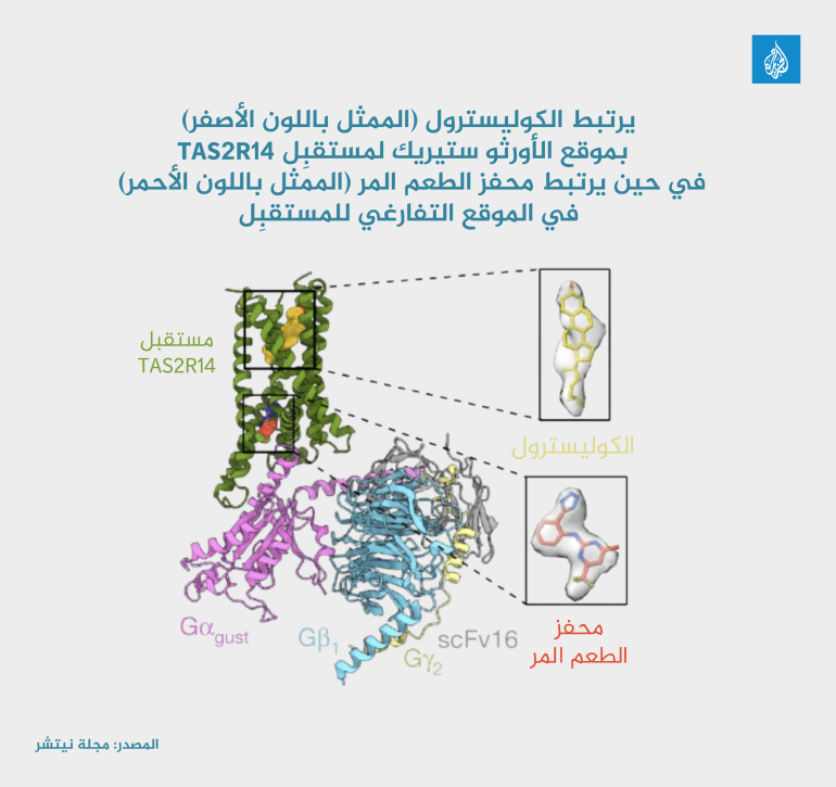 يرتبط الكوليسترول (الممثل باللون الأصفر) بموقع الأورثو ستيريك لمستقبِل TAS2R14، في حين يرتبط محفز الطعم المر (الممثل باللون الأحمر) في الموقع التفارغي للمستقبِل (مجلة ناتيشر)