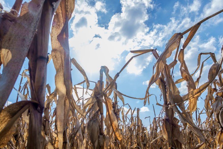 Yellow dry corn crop field and sun.