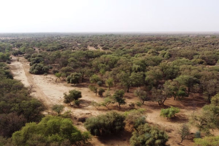 An aerial view shows trees standing in an area that is part of the Great Green Wall of the Sahara and the Sahel on the outskirts of Walalde department in Senegal, July 11, 2021. REUTERS/Zohra Bensemra/File Phot