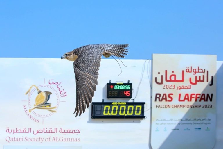  اختتام تصفيات الطلع في بطولة راس لفان للصقور السادسة