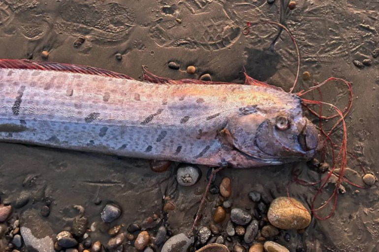 An oarfish was found on the rocky shores of Grandview Beach in Encinitas last week. Scripps Institution of Oceanography