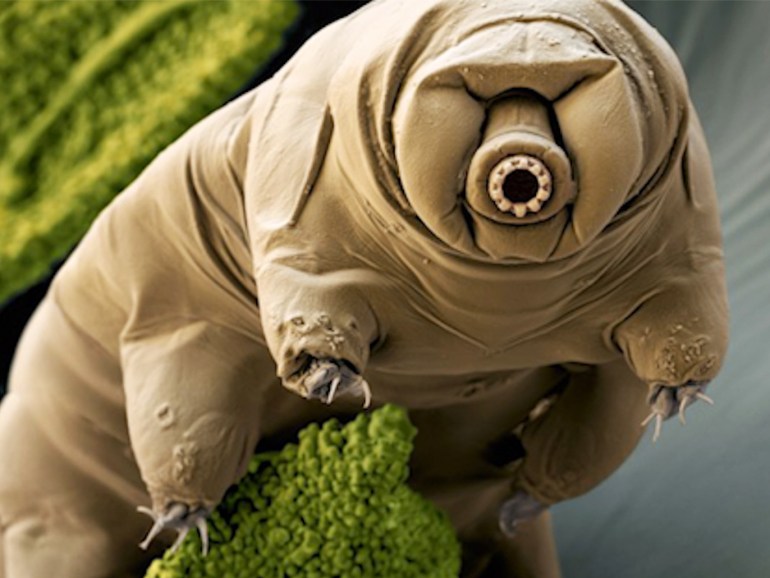 tardigrade