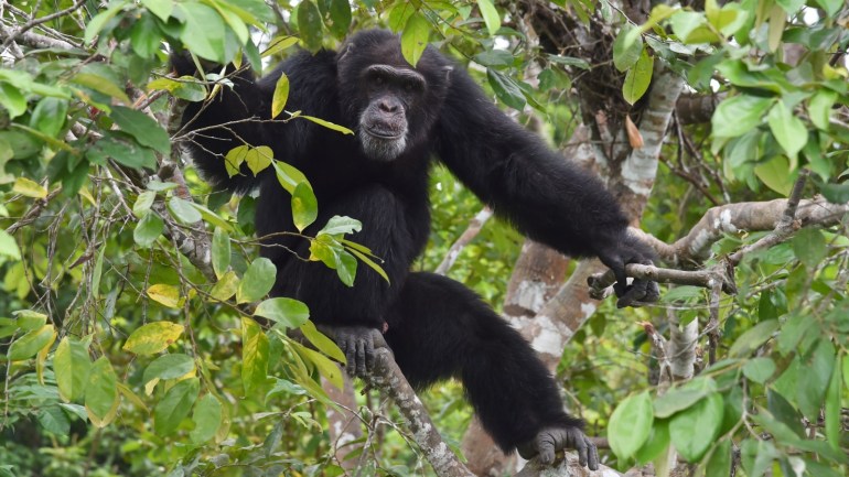 Ponso, the only surviving chimpanzee of a colony of 20 apes, sits in a tree on the island of Chimpanzee Island near the town of Grand Lahou, Ivory Coast, on August 18, 2017.Only Ponso remains of a group of chimpanzees relocated to the tiny island from Liberia in 1983 by a research laboratory for medical tests. An effort is under way to keep Ponso alive and well in a west African country where the ape population has plummeted by 90 percent in just two decades. / AFP PHOT