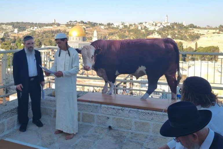 Religious Israeli settlers practise the red heifer ritual with a cutout cow in front of Al-Aqsa Mosque in Jerusalem (X)