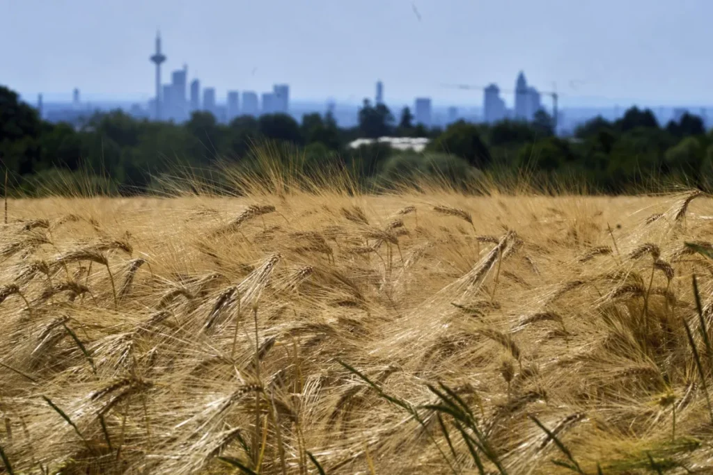 الأسوأ منذ نحو 60 عاماً… جفاف غير مسبوق يُهدد محاصيل القمح في سوريا