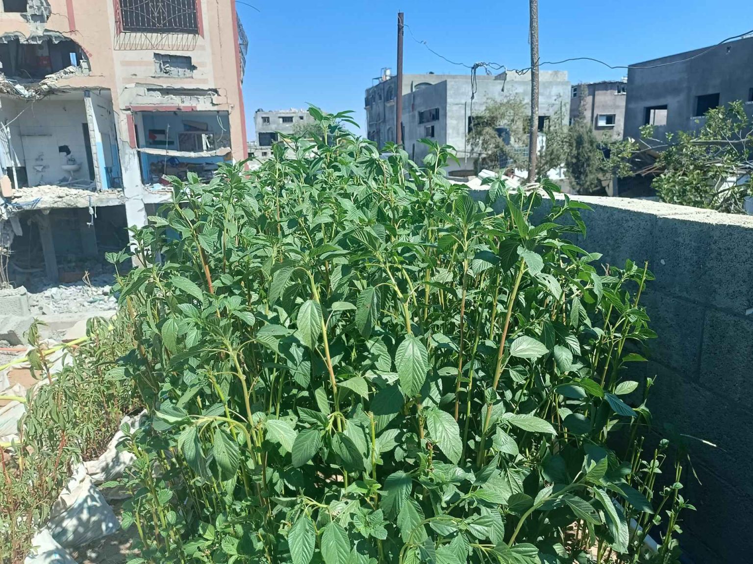 بين المملح والمدفون.. أبرز 10 أطعمة ساعدت على النجاة خلال المجاعات