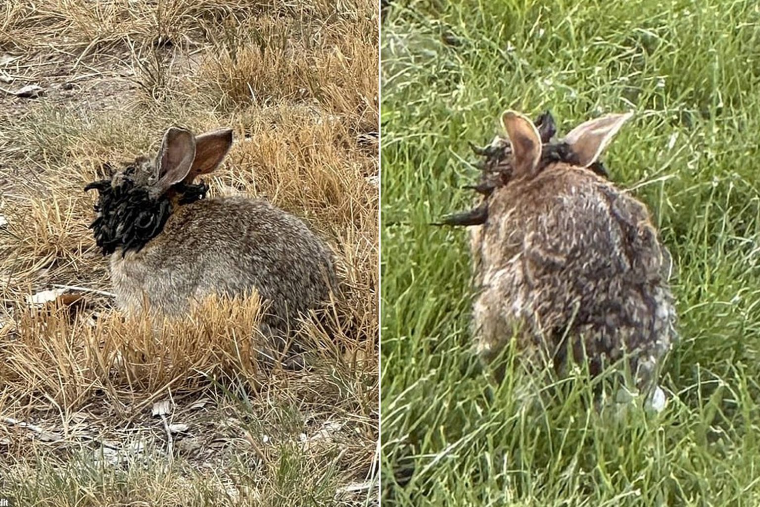 أرانب “زومبي” بقرون سوداء تثير رعب السكان في كولورادو الأميركية