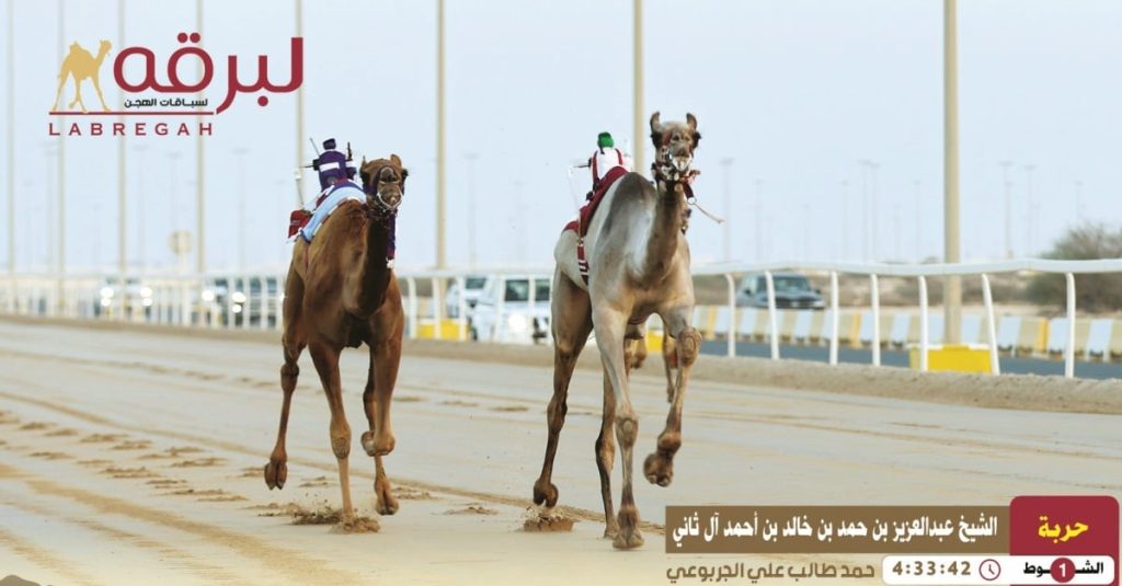  “حربة” و“جلاد” يخطفان أول نواميس المحلي الثاني