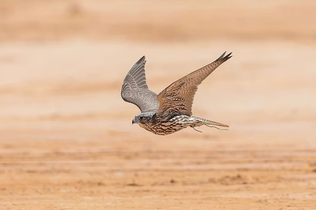 انطلاق معرض الصقور والصيد الدولي الخميس المقبل