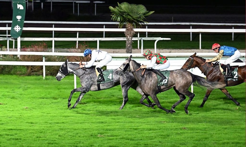  تألق قطري في شوط التحدي الفرنسي الكلاسيكي لمنتجي الخيل العربية الأصيلة