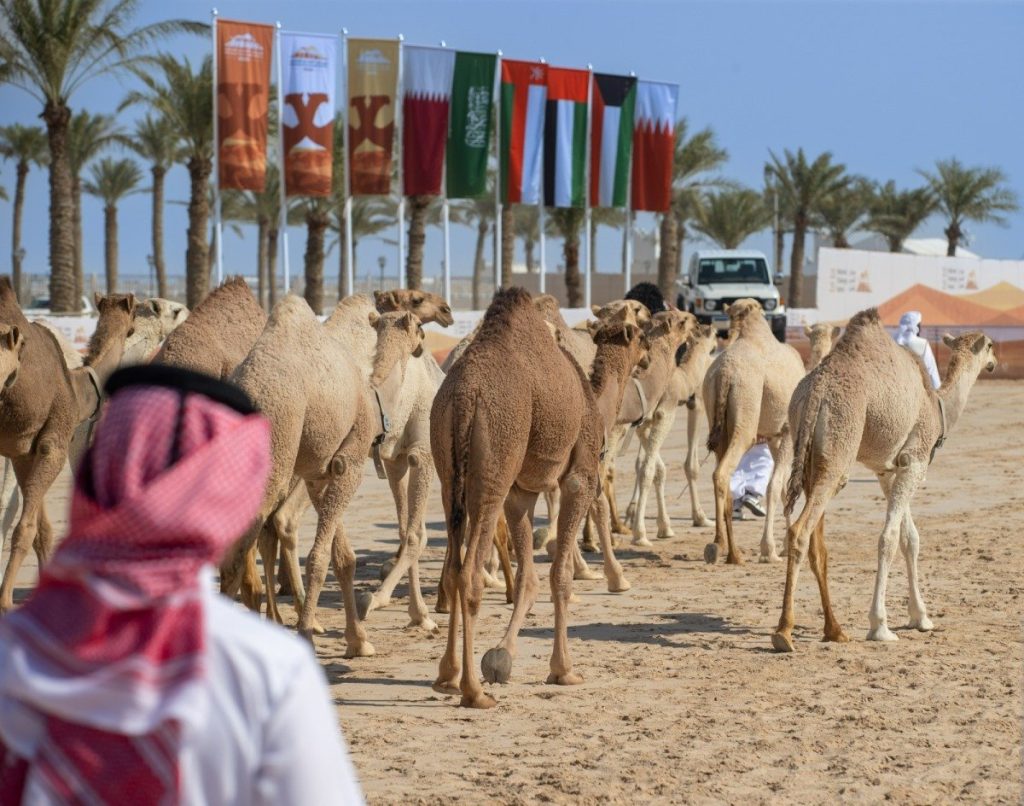  منافسات قوية لأشواط المغاتير الشقح-الحمر بمهرجان التحدي للمفاريد