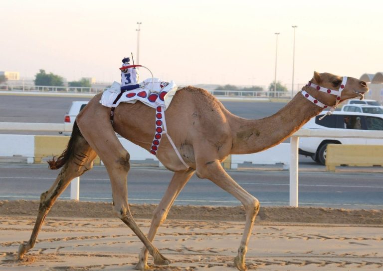  15 شوطاً للثنايا في سادس أيام السباق المحلي الرابع للهجن العربية الأصيلة