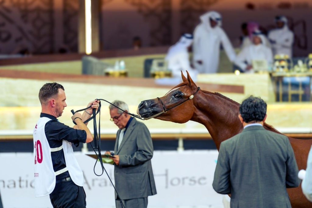  تواصل منافسات بطولة الشقب الدولية لجمال الخيل العربية الأصيلة