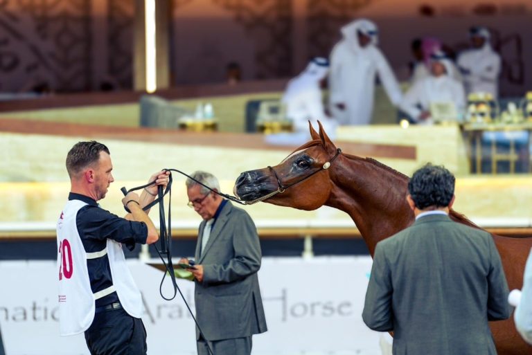  تواصل منافسات بطولة الشقب الدولية لجمال الخيل العربية الأصيلة