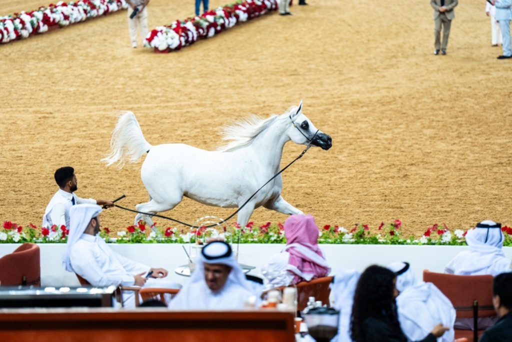 تواصل منافسات بطولة الشقب الدولية لجمال الخيل العربية الأصيلة