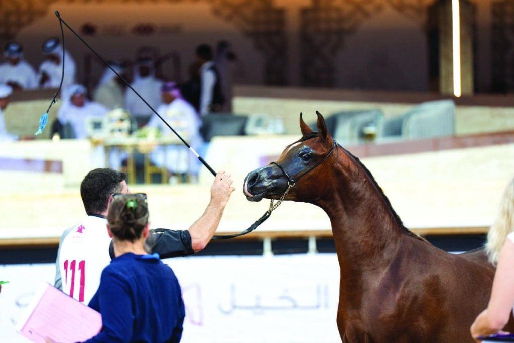  منافسات قوية للتأهل للنهائيات ببطولة الشقب لجمال الخيل
