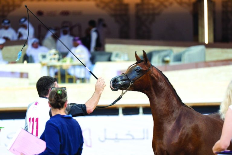  منافسات قوية للتأهل للنهائيات ببطولة الشقب لجمال الخيل