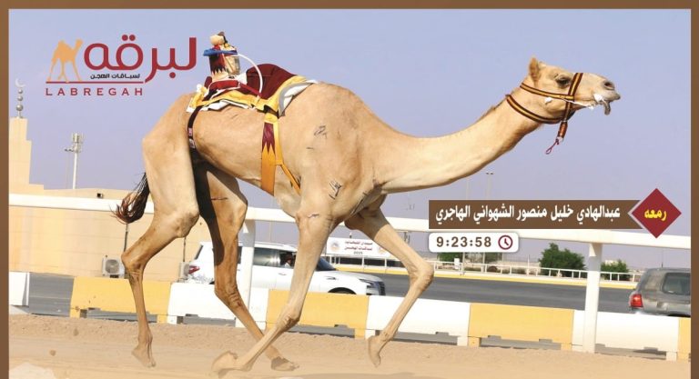  “رمعة” و”غصاب” يطيران بناموسي الحيل والزمول مفتوح