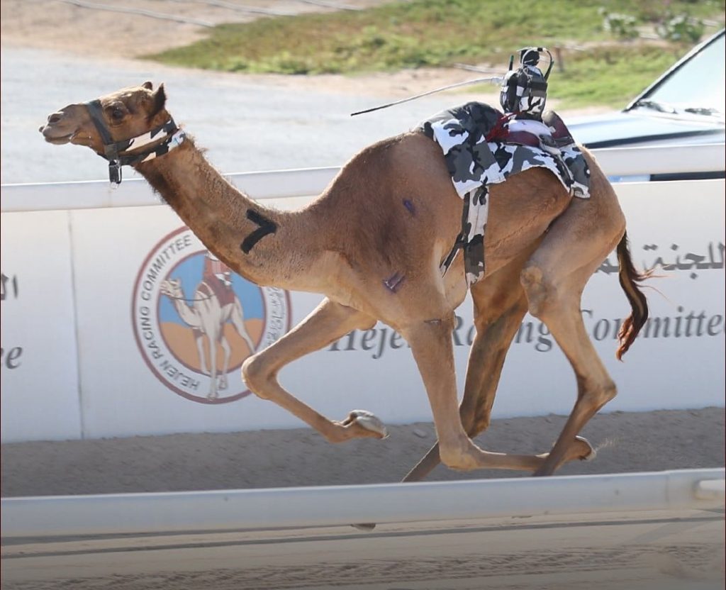  انطلاقة قوية لمنافسات السباق المحلي الخامس للهجن العربية الأصيلة