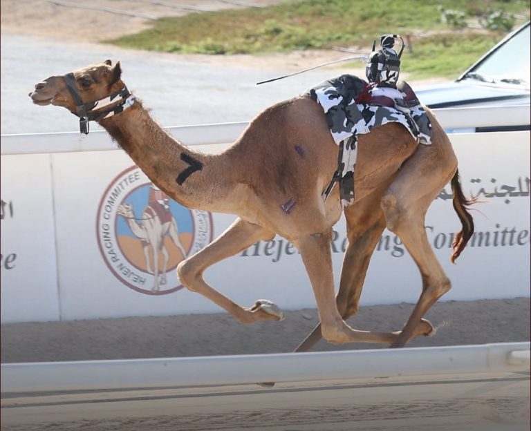  انطلاقة قوية لمنافسات السباق المحلي الخامس للهجن العربية الأصيلة