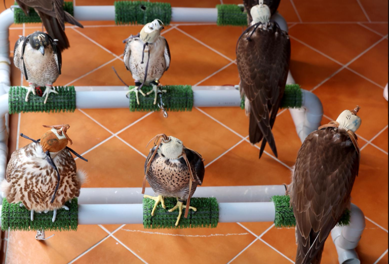  انطلاق بطولة كتارا للصقور والصيد الثانية “الأربعاء” المقبل