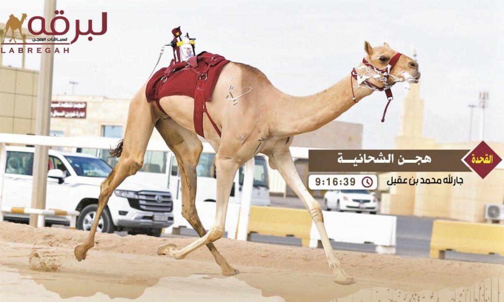 هجن الشحانية تواصل تألقها بالمحلي الخامس