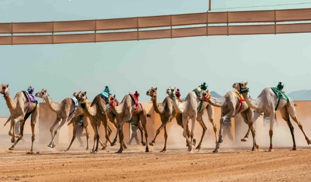 10 بطولات للهجن تتوزع على أكثر من 24 ميدانًا بجوائز تفوق 250 مليون ريال