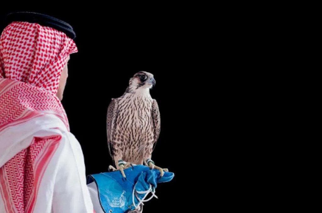 بيع شاهين فرخ في الليلة الـ19 لمزاد نادي الصقور السعودي 2025