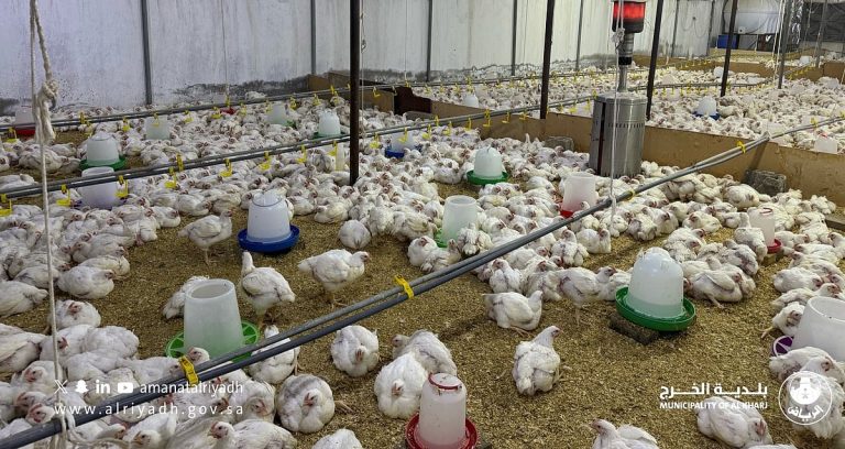 ضبط استراحة في الخرج استُغِلّت بصورة غير نظامية لإنتاج وبيع الدواجن