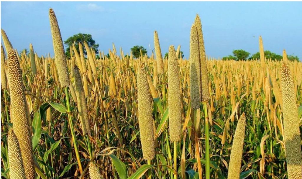 اليوم.. انطلاق فعاليات “مهرجان الدُّخن” بمحافظة المهد