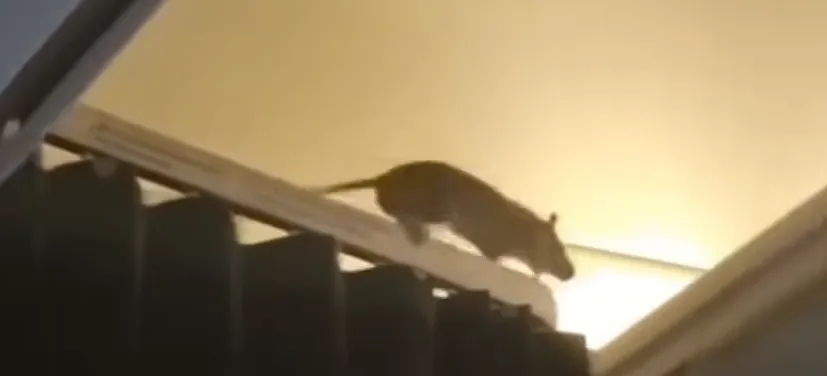 شاهد… فأر يتجول في مقصورة طائرة ركاب فوق المحيط الأطلسي