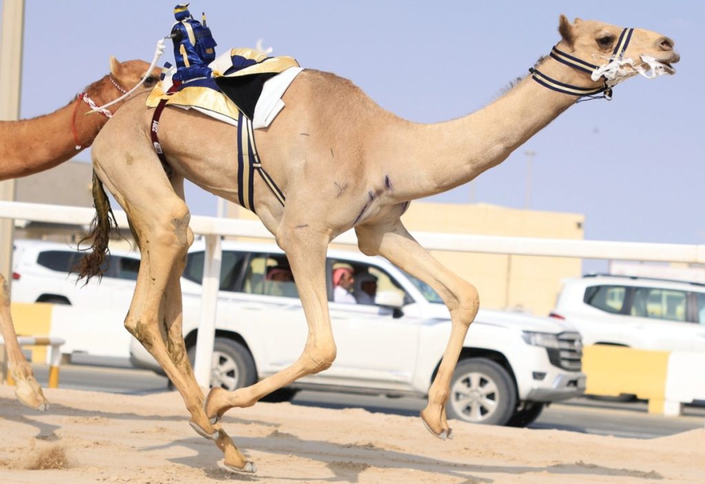  27 شوطاً للقايا في ثاني أيام مهرجان المؤسس للهجن العربية الأصيلة