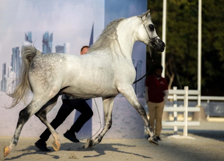  انطلاق بطولة الدوحة الدولية الخامسة لجمال الخيل العربية الأصيلة 19 ديسمبر