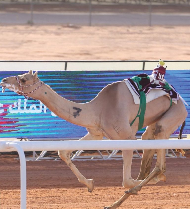  هجن الشحانية تفوز بكأسي الثنايا في جائزة الملك عبدالعزيز لسباقات الهجن