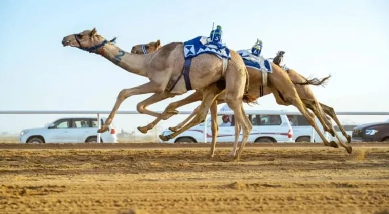 الهجن السعودية تفتتح “كأس وزارة الرياضة” بكأس ولقب 13 شوطًا