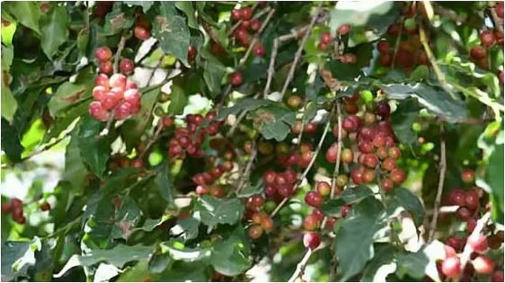 “استدامة” تستعرض جهودها البحثية والتطويرية لدعم قطاع البن في مؤتمر الشرق الأوسط للقهوة