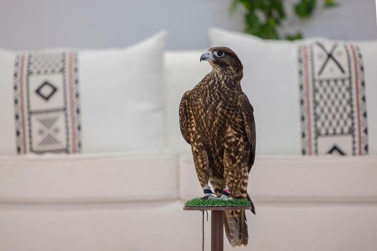 بأكثر من 38 مليون ريال.. نادي الصقور السعودي يعلن تفاصيل جوائز مهرجان الملك عبدالعزيز للصقور 2025