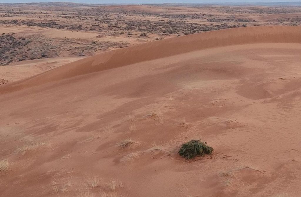 الأمطار تحوّل النفود الكبير جنوب رفحاء إلى لوحة طبيعية مترفة بالجمال