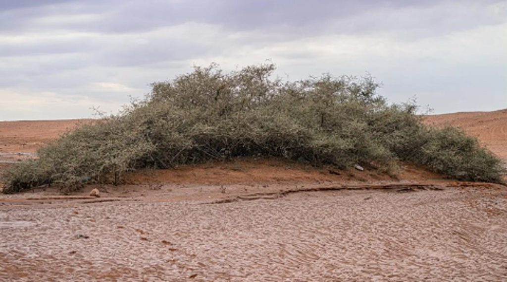أشجار السدر المعمّرة في وادي الهلالي.. إرث طبيعي نادر شرق عرعر
