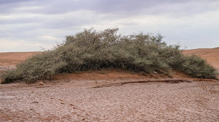 أشجار السدر المعمّرة في وادي الهلالي.. إرث طبيعي نادر شرق عرعر